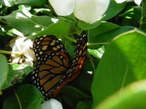 Lifeless monarch amid the flowers. Photo copyright Sara J. Bruegel, October 2015