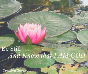 Be Still . . .