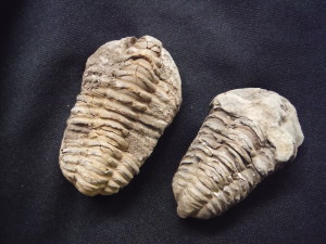 Trilobite fossils.  Photo copyright Sara J. Bruegel, 2015