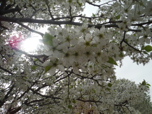 Pear tree blooms.  Photo copyright Sara J. Bruegel, 2016