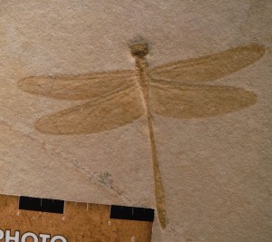 Dragonfly Fossil.  Photo Copyright Sara J. Bruegel, February 2016