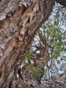 Bright green leaves on the tree in front of the swing.  Photo copyright Sara J. Bruegel, 2016