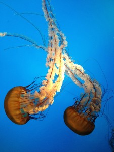 Public domain photo from Pixabay.com https://pixabay.com/en/jellyfish-aquarium-wildlife-aquatic-695127/