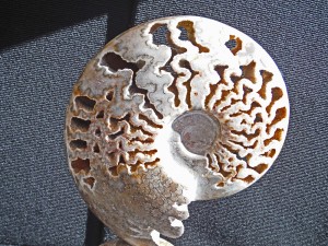 Ammonite - notice the different sections. Photo copyright Sara J. Bruegel, 2016