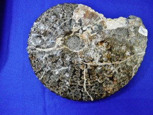 Notice the complex, wavy pattern of the sutures on this ammonite. Photo copyright Sara J. Bruegel, 2016