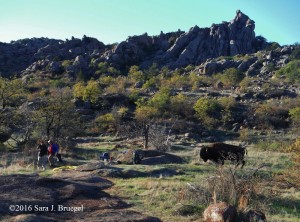 Bison in the camp - see how close he is to the people. Photo copyright Sara J. Bruegel, 2016