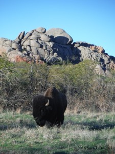 Bison at Wichita Mountain Wildlife Refuge. Photo copyright Sara J. Bruegel, 2016