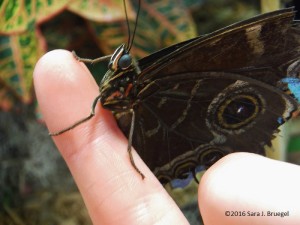 Holding an injured Morpho