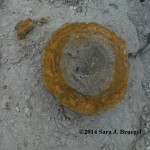 Sulfur  and iron nodule from Niobrara formation, western Kansas.  Photo copyright 2014, Sara J. Bruegel