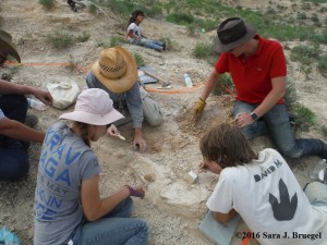 Finding the edges of a fossil