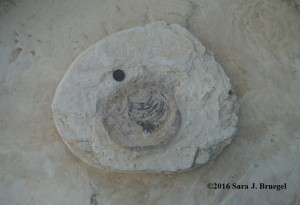 Clam fossil - at the stage after the trench has been dug and it's in a pedestal.  Notice the penny for size reference