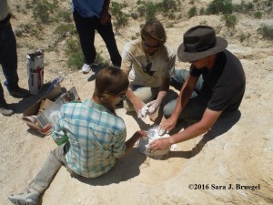 Plastering the clam fossil