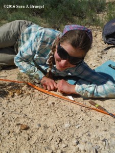 Finding interesting pieces of fossil washed out with the gravel