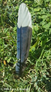 Blue Jay feather.  Photo copyright Sara J. Bruegel, 2016