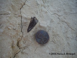 Mosasaur tooth tip found on the Kansas dig in June 2016