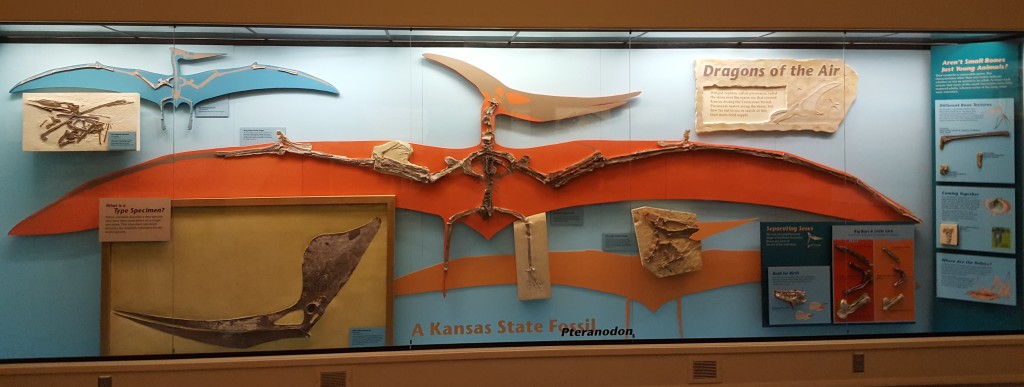 Pterosaur display at the Sternberg Museum in Hays, Kansas. Shows some of the pterosaur fossils that are found in the same area where the author was digging fossils