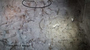 Part of the Quarry at Dinosaur National Monument. Mostly disarticualted and some partly articulated fossils shown here. Petrified wood is circled at the top