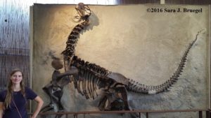 Camarasaurus replica at Dinosaur National Monument