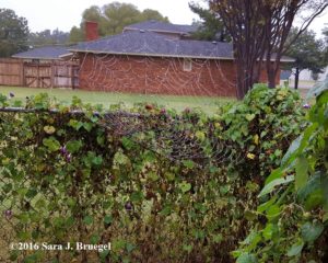 Spider web with mist on it.  Notice the spider in the middle - it is wrapping up a bug it caught